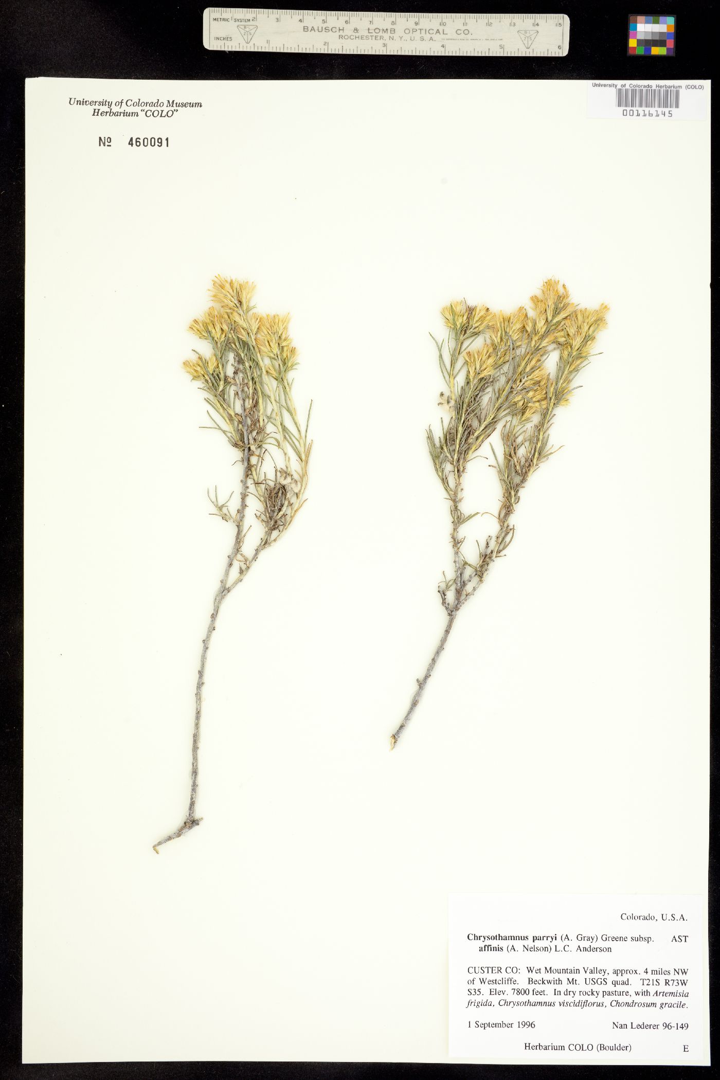 Chrysothamnus parryi ssp. affinis image