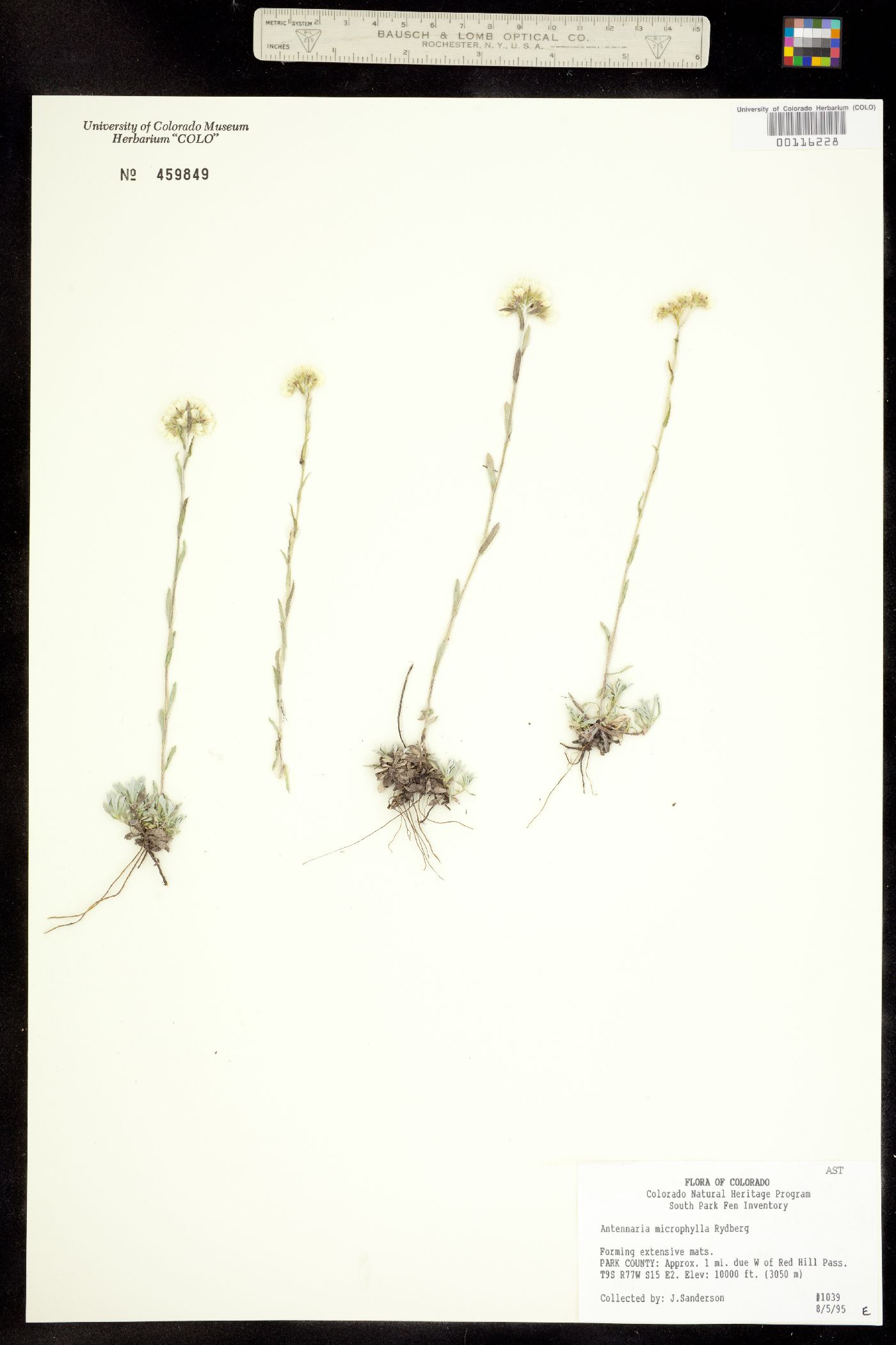 Antennaria microphylla image