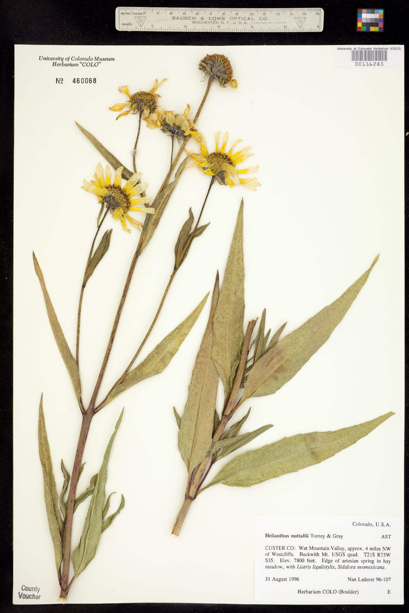 Helianthus nuttallii image