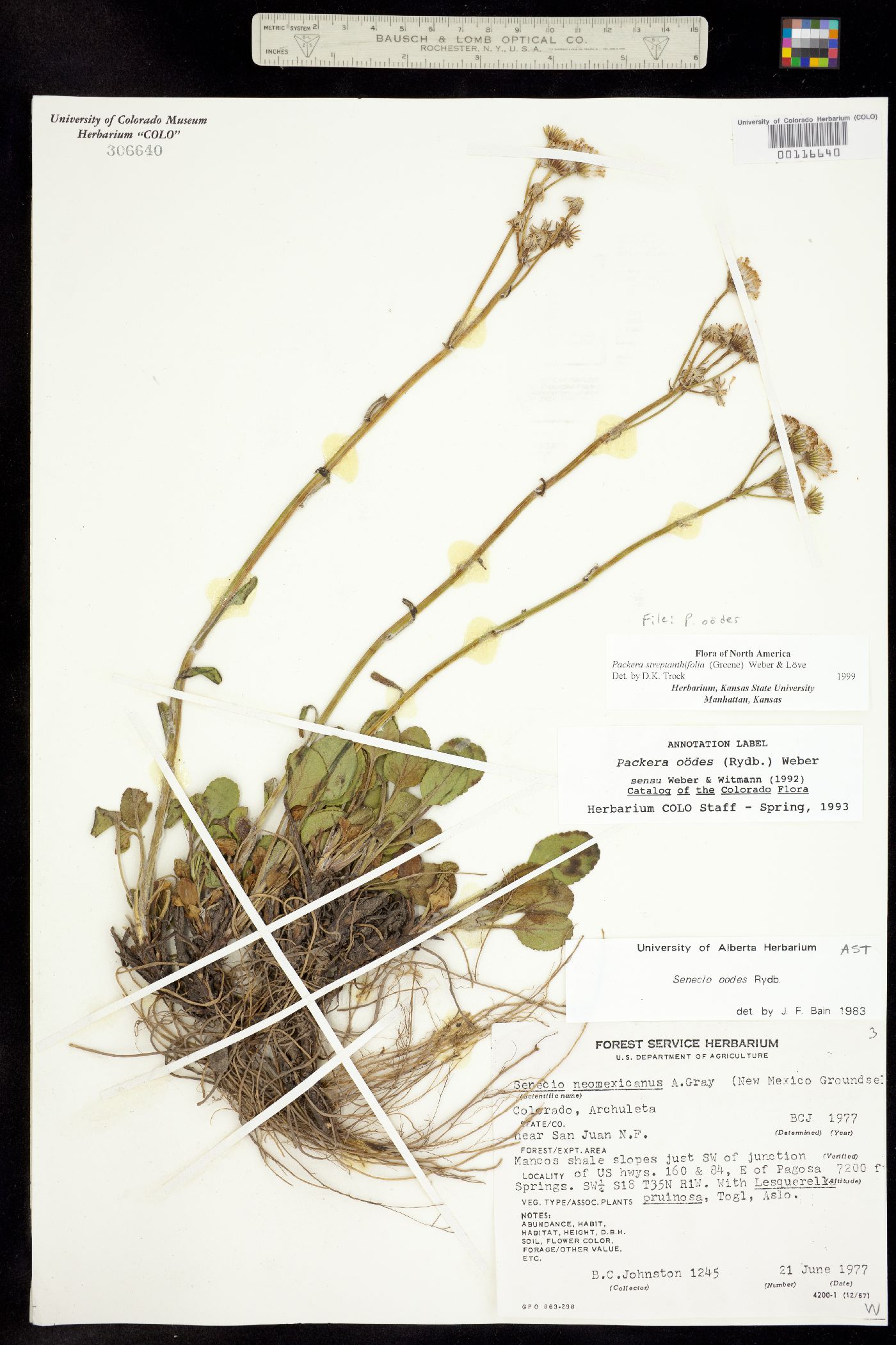 Packera streptanthifolia image