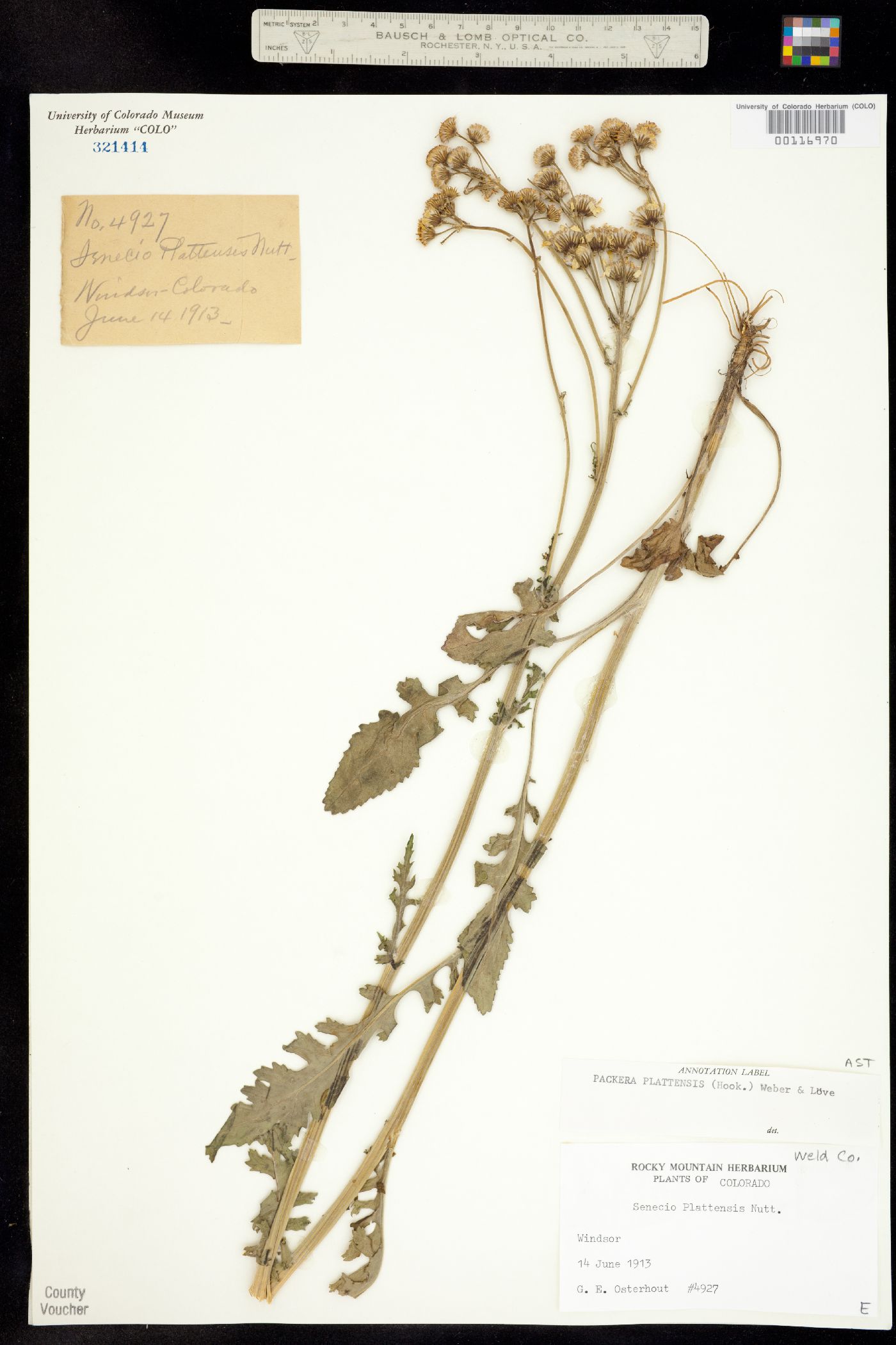 Packera plattensis image