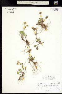 Packera werneriifolia image