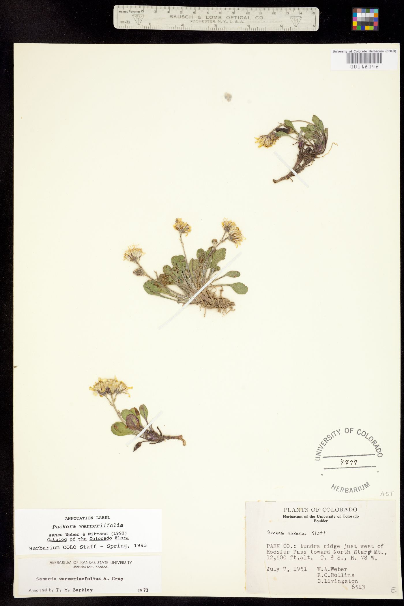Packera werneriifolia image