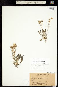 Packera tridenticulata image
