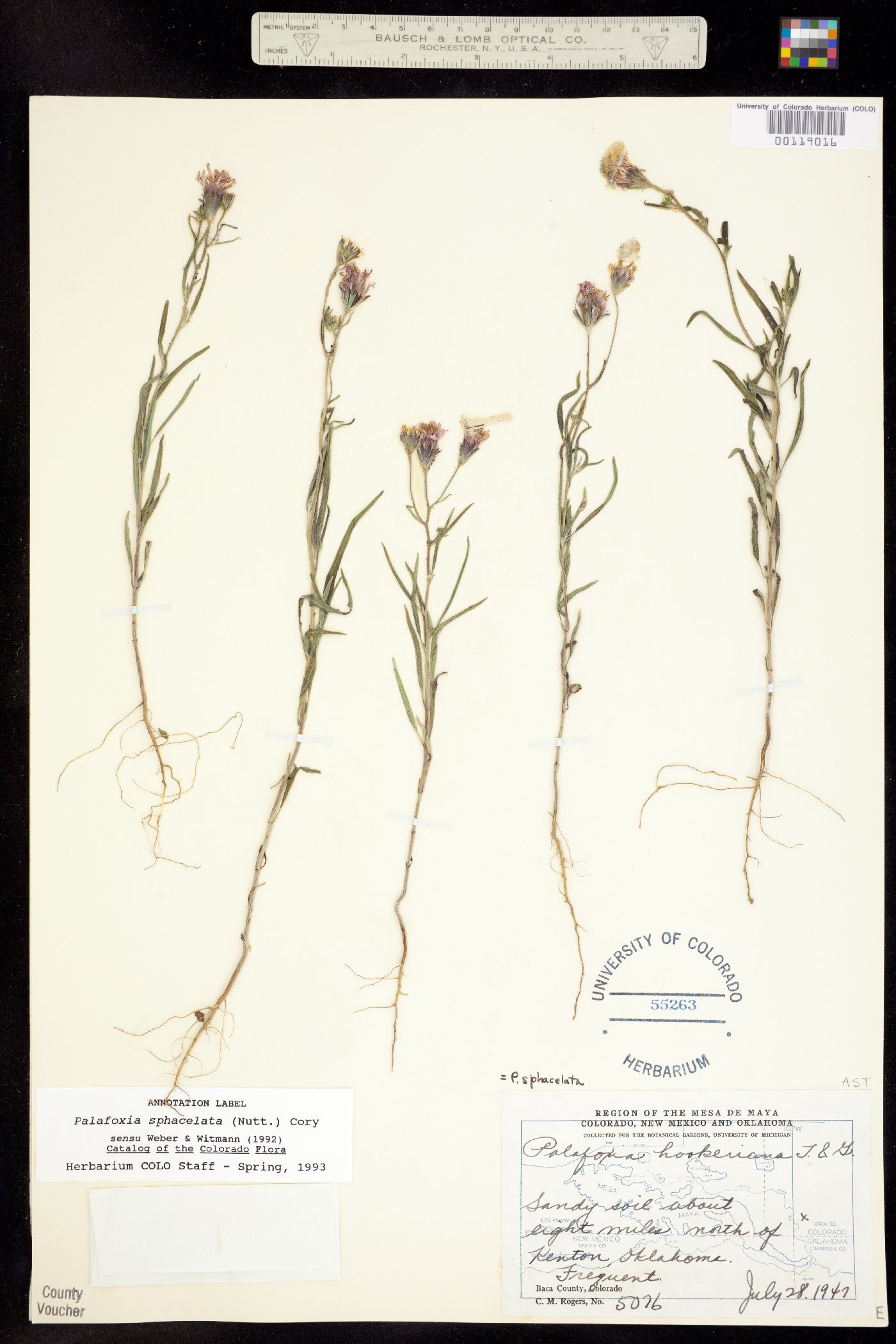 Palafoxia sphacelata image