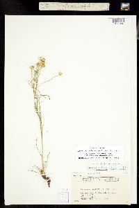 Hymenoxys richardsonii var. floribunda image