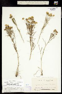 Picradenia richardsonii var. floribunda image