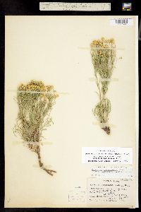 Hymenoxys richardsonii image