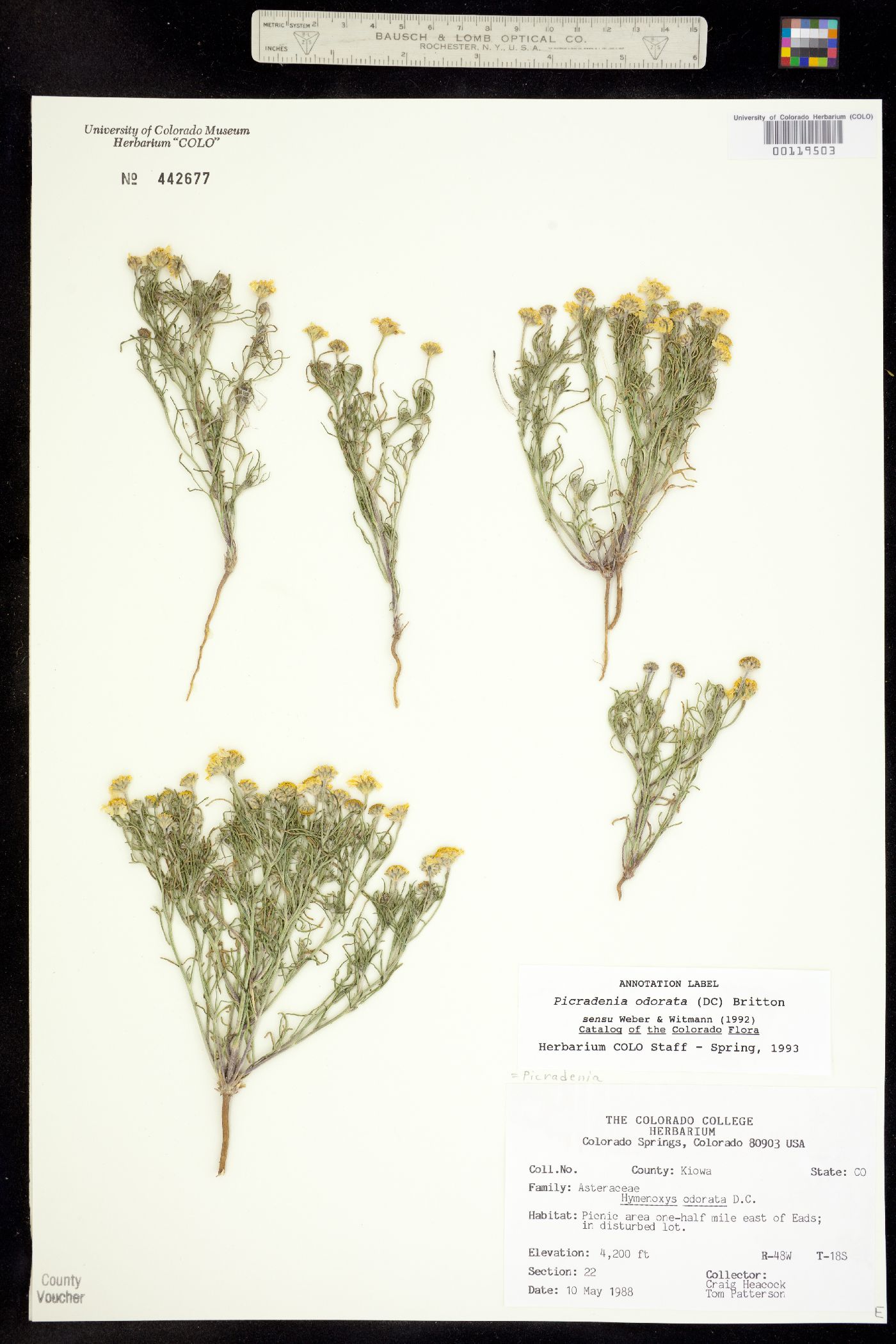 Picradenia odorata image