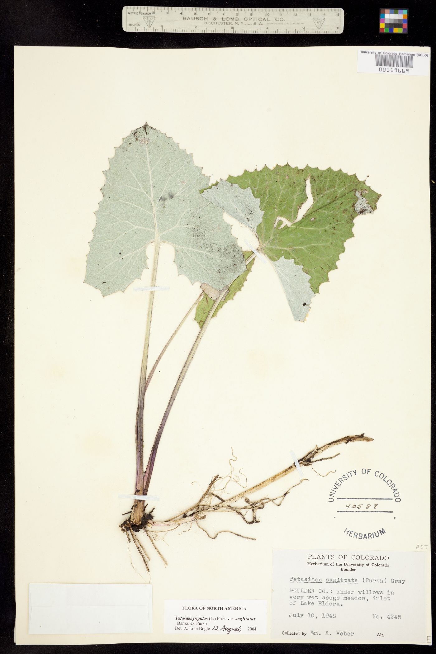 Petasites sagittata image