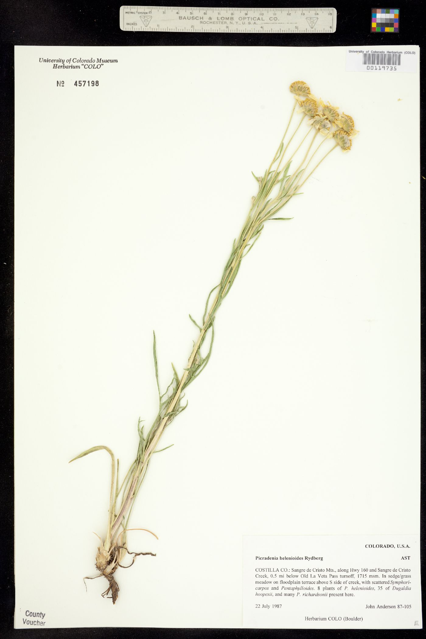 Picradenia helenioides image