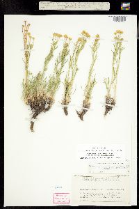 Picradenia richardsonii var. floribunda image