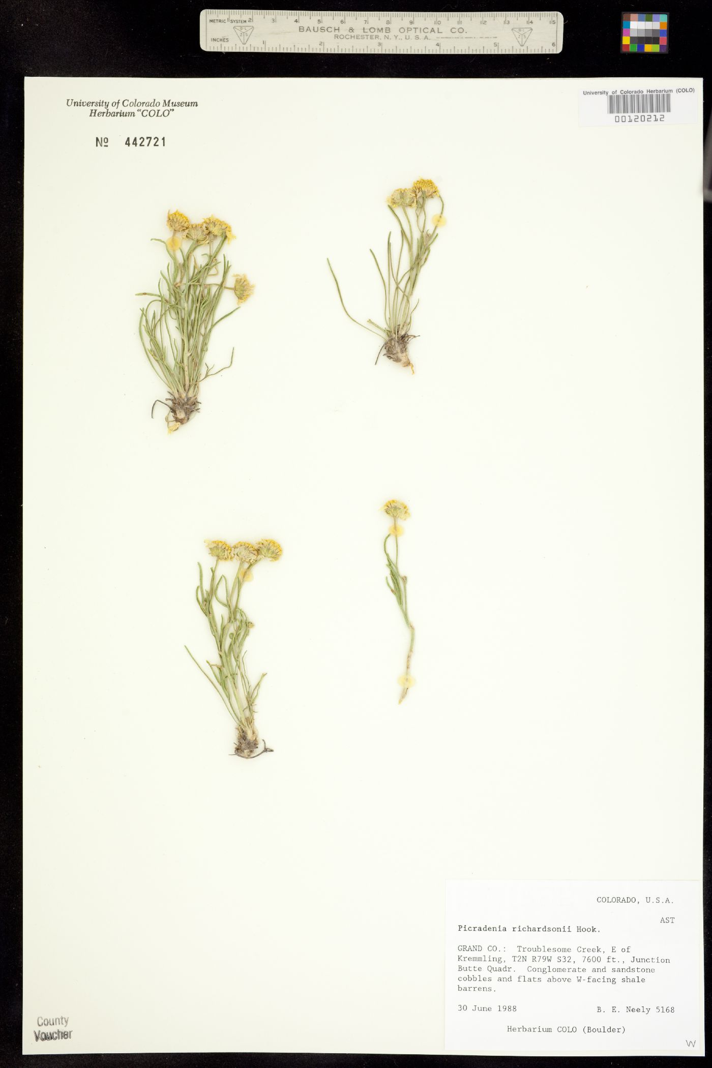 Picradenia richardsonii image