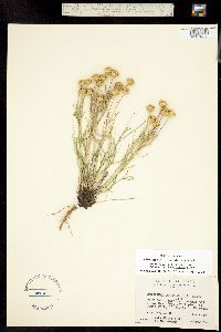Picradenia richardsonii image