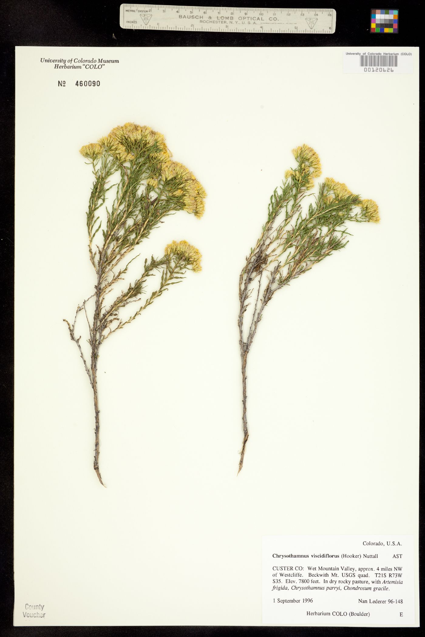 Chrysothamnus viscidiflorus image