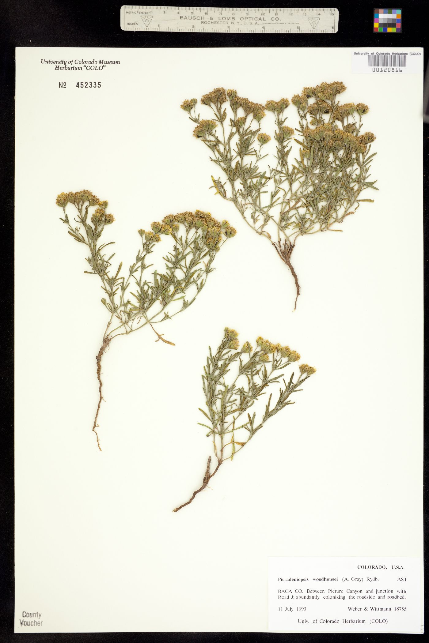 Picradeniopsis woodhousei image
