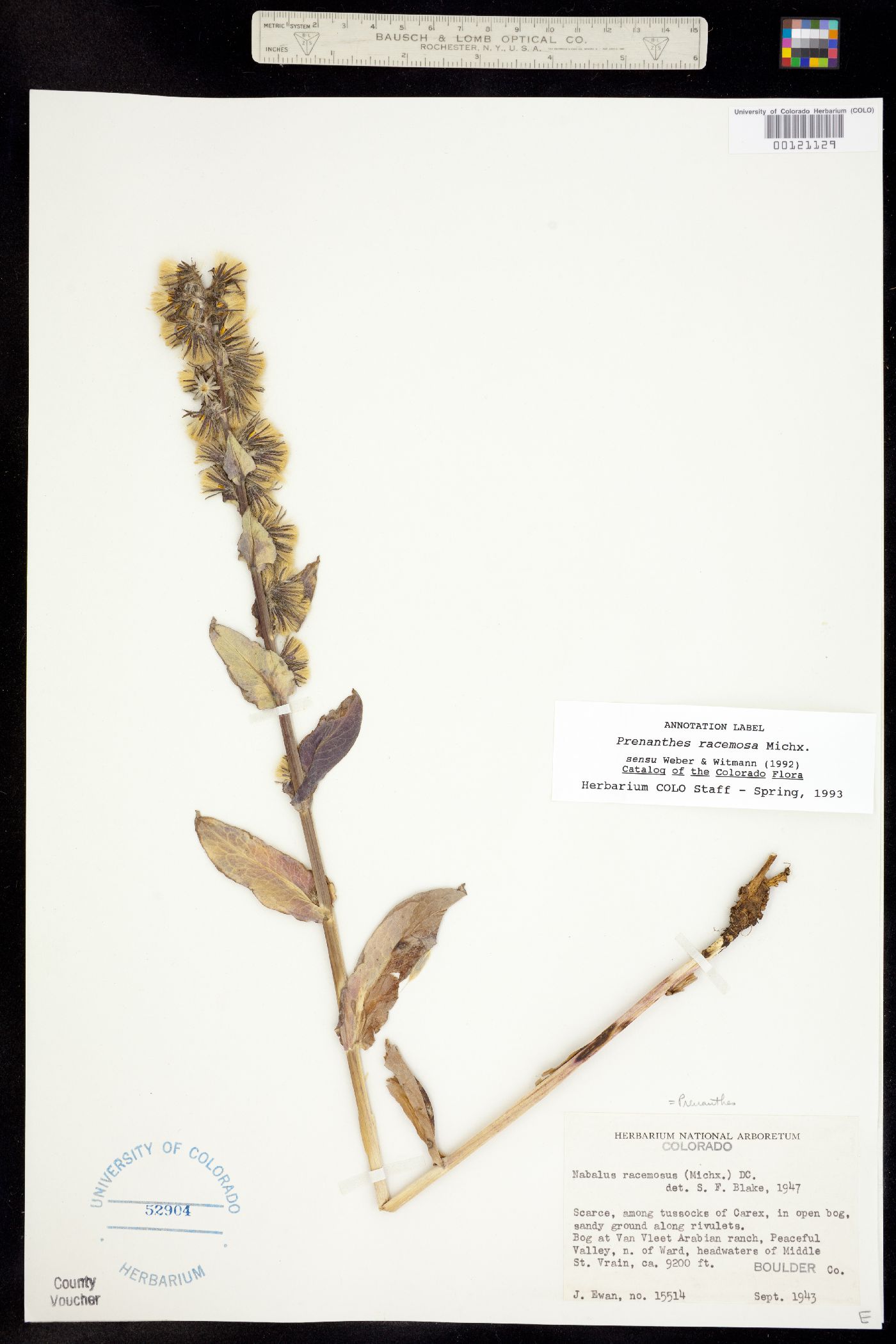 Prenanthes racemosa image