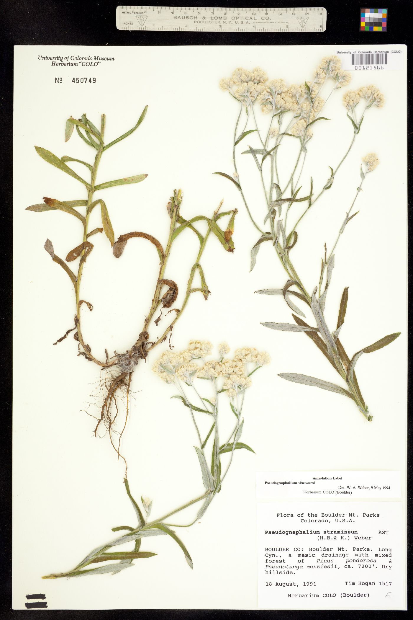 Pseudognaphalium viscosum image