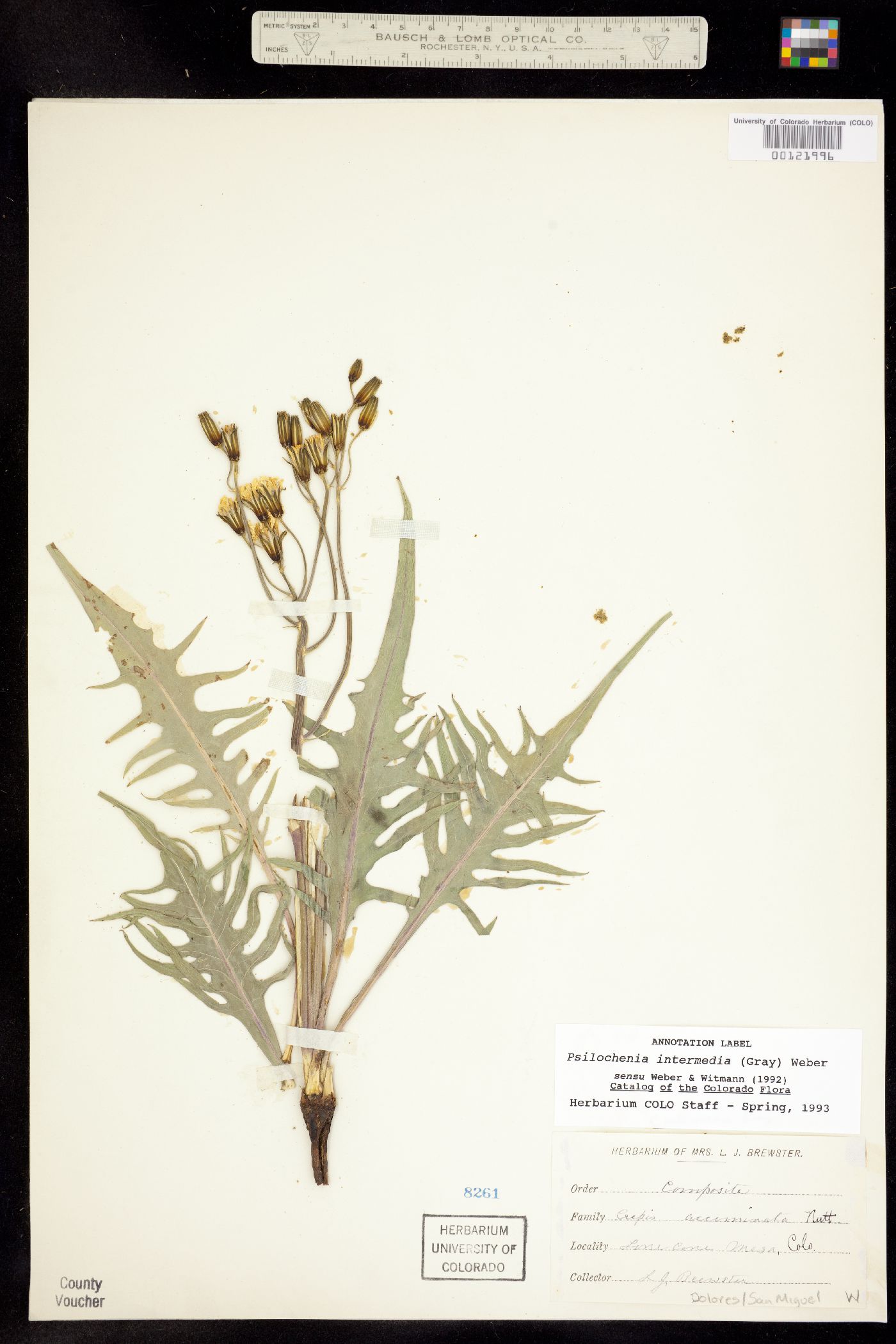 Crepis intermedia image