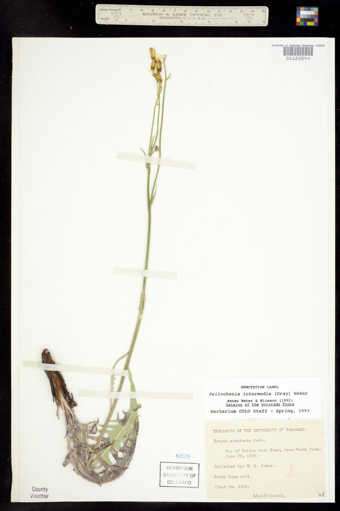 Crepis intermedia image