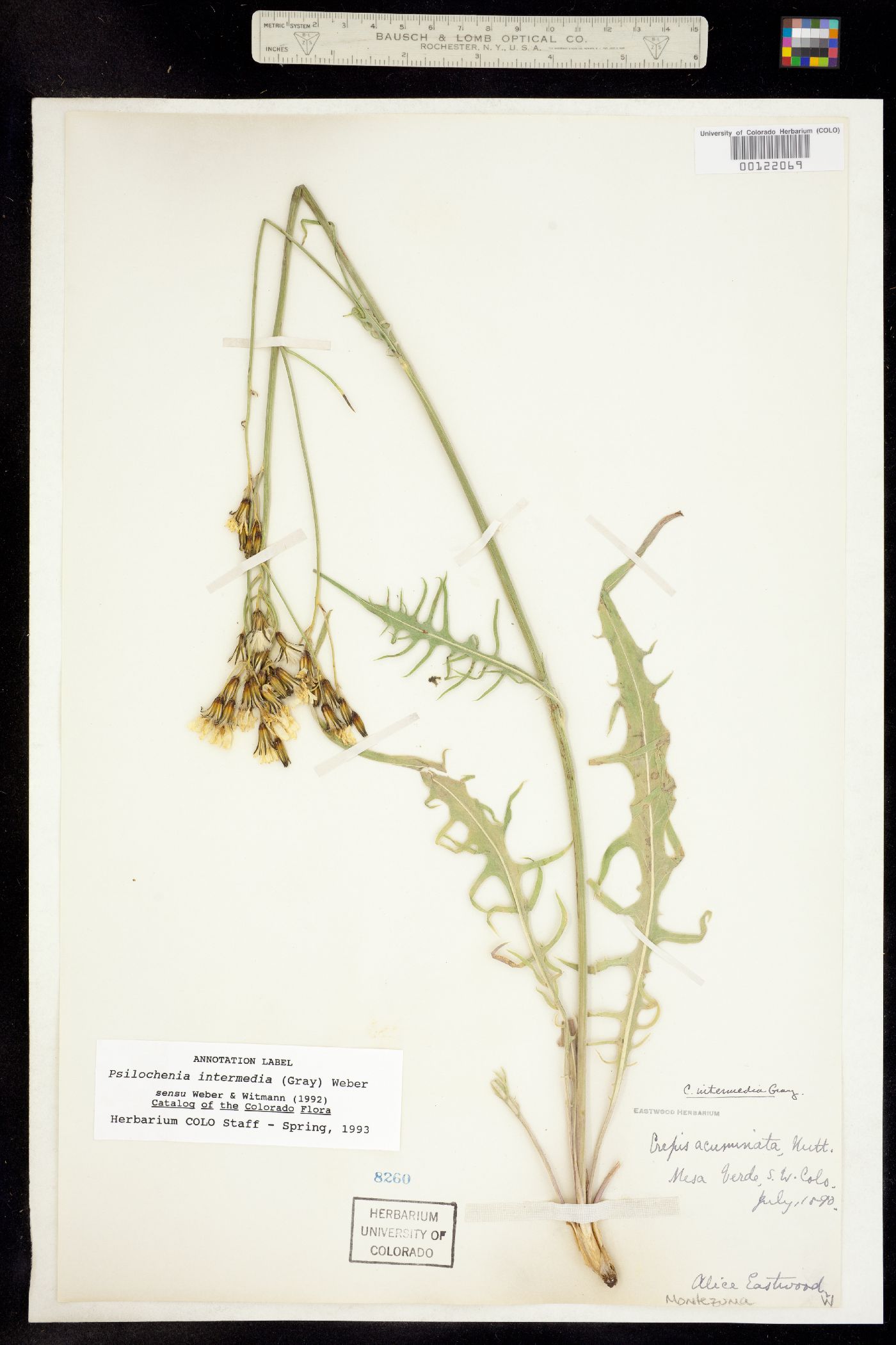 Crepis intermedia image