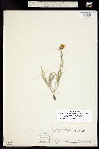 Psilochenia modocensis image
