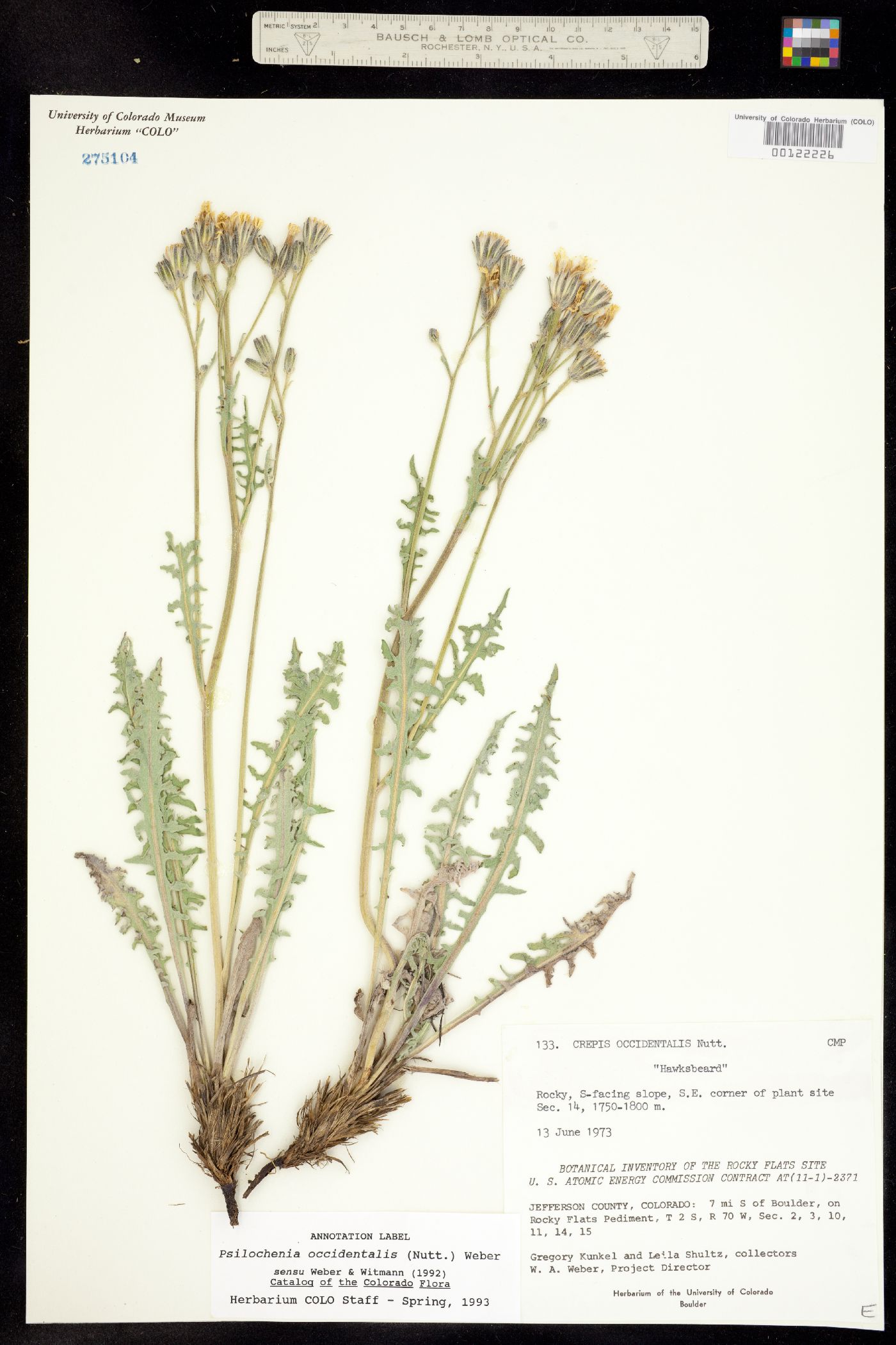 Crepis occidentalis subsp. occidentalis image