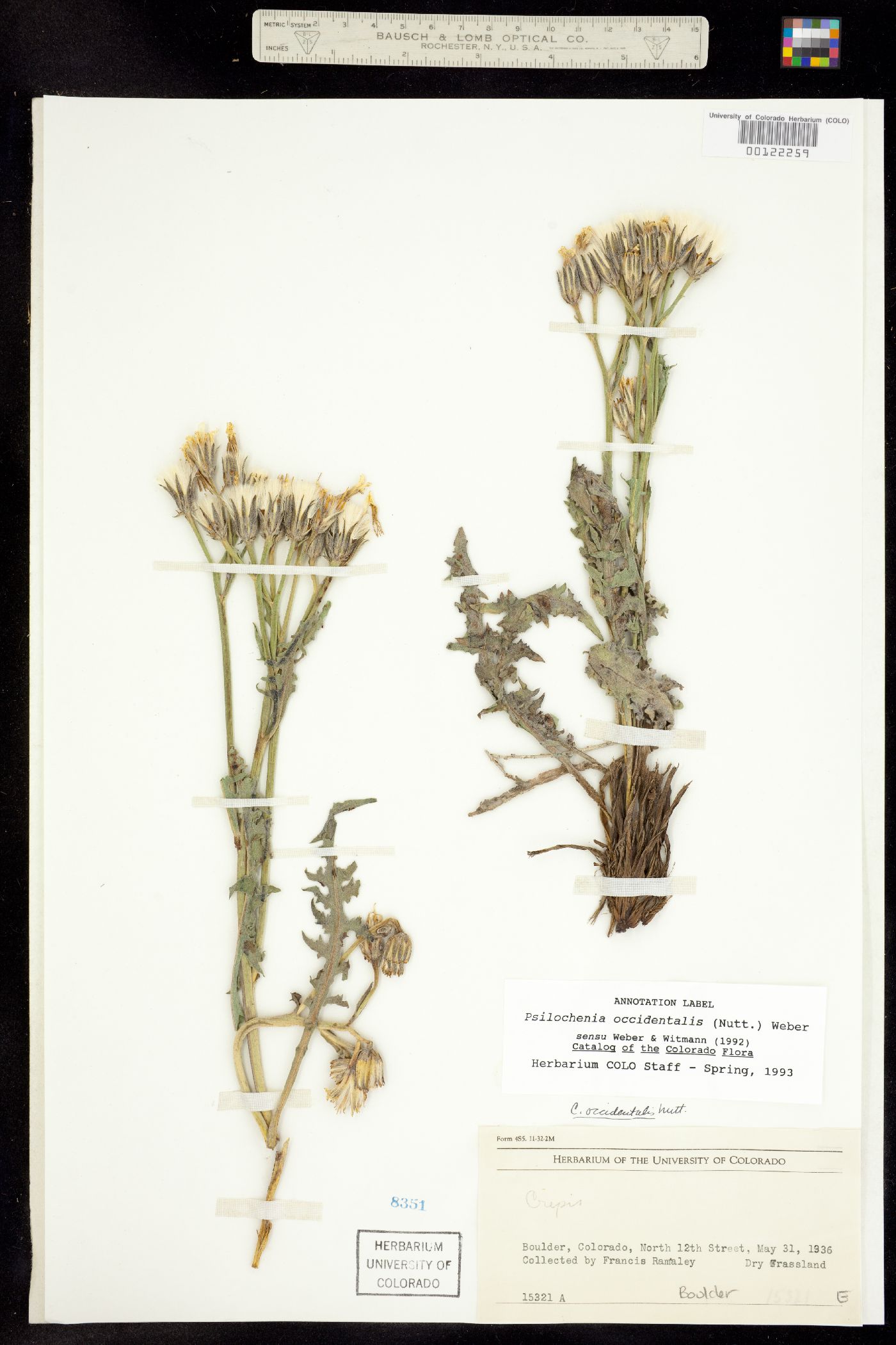 Crepis occidentalis subsp. occidentalis image
