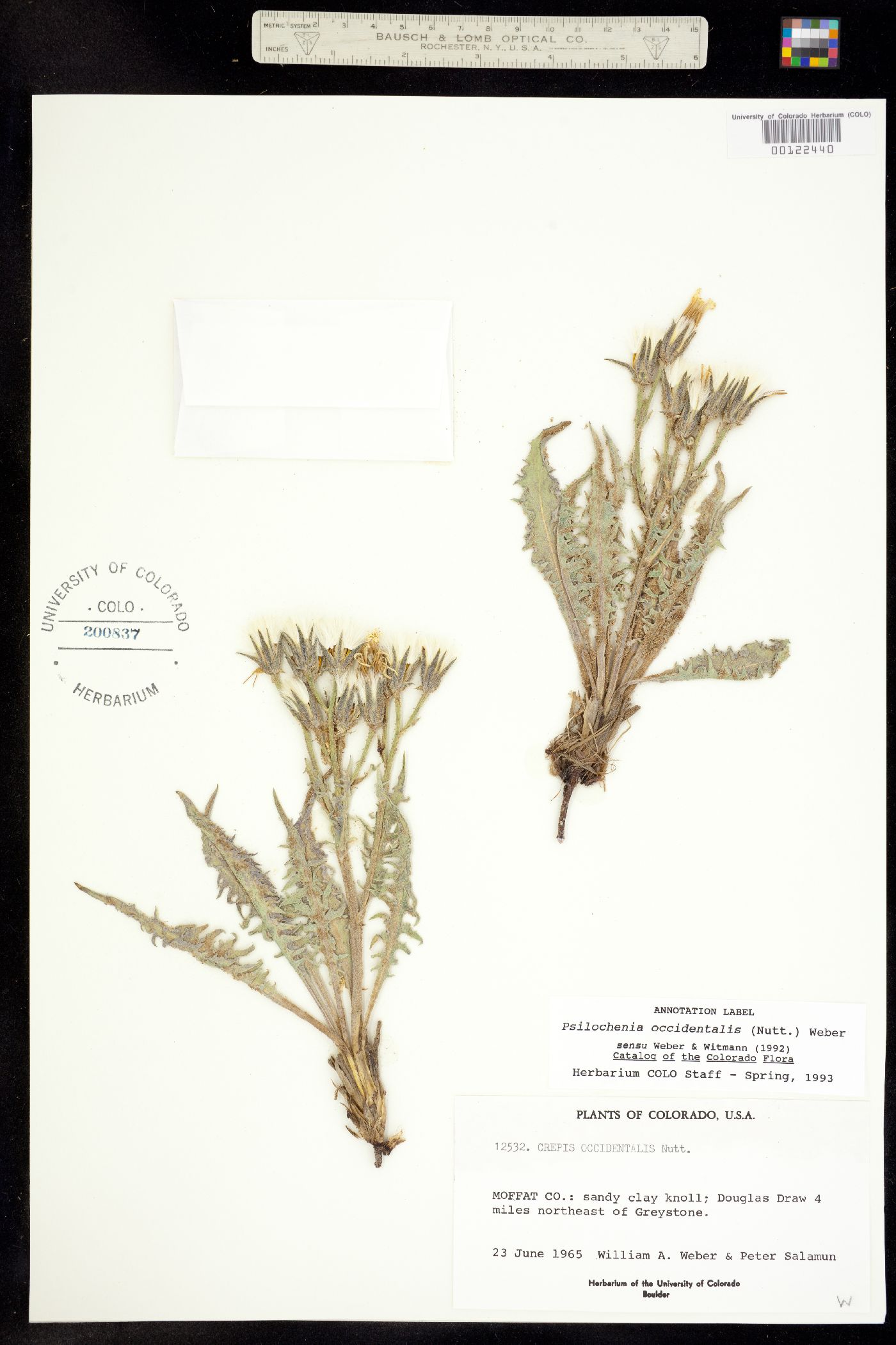 Psilochenia occidentalis image