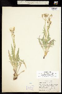 Crepis occidentalis image