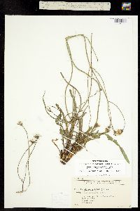 Psilochenia runcinata image