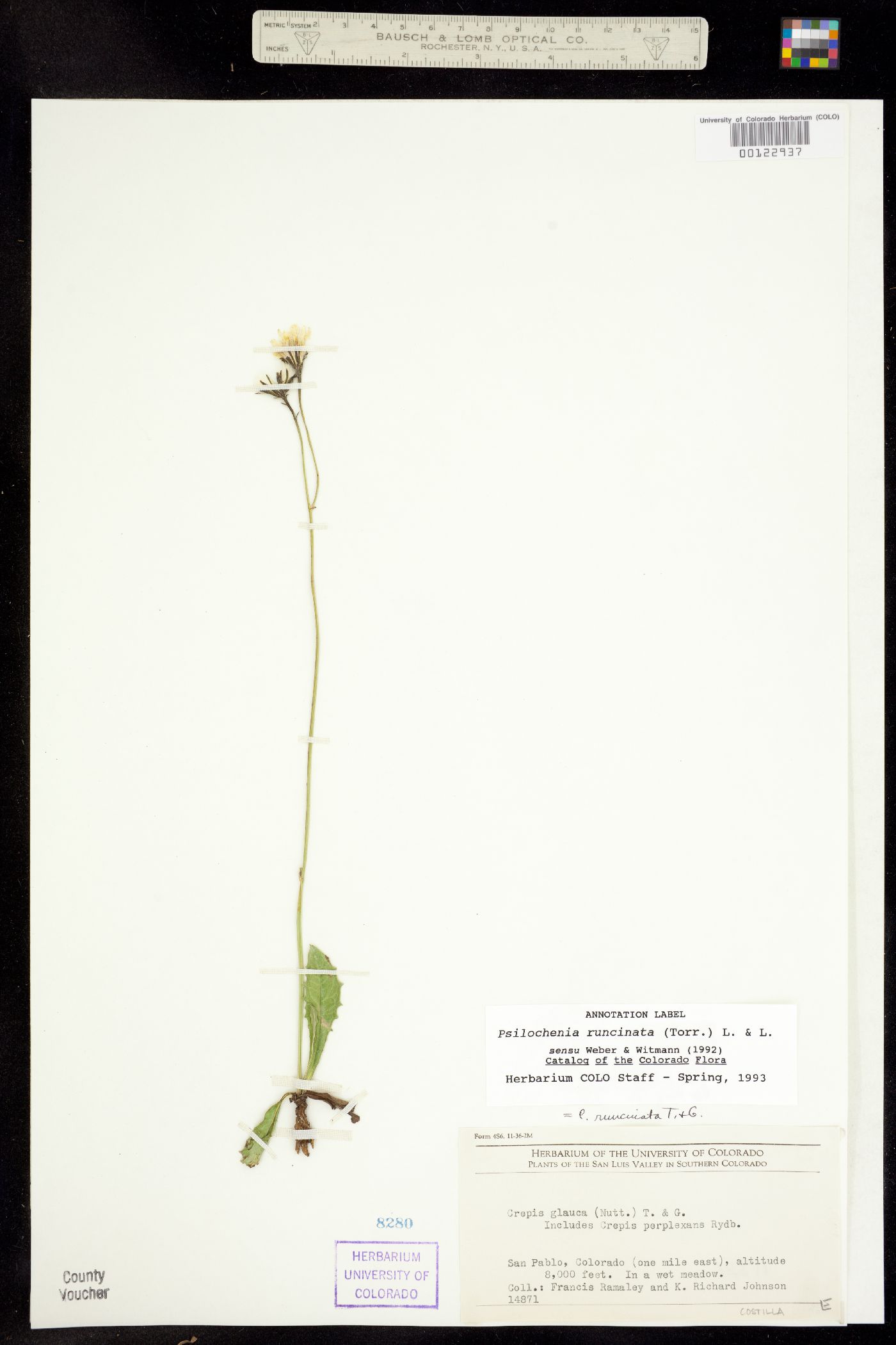 Psilochenia runcinata image