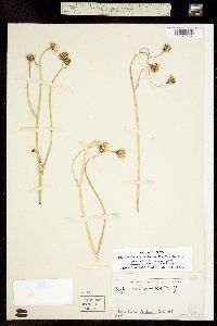 Psilochenia runcinata image