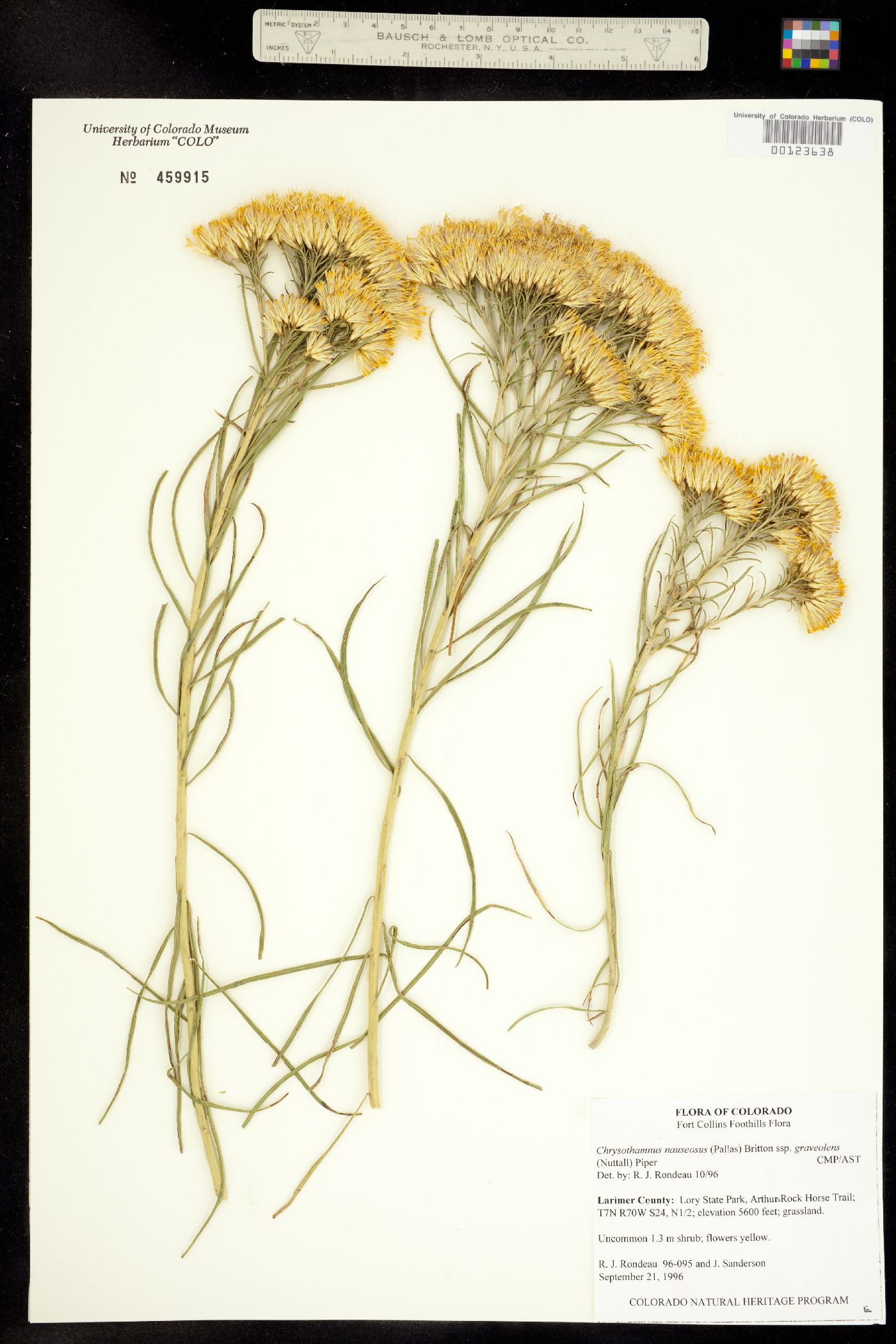 Chrysothamnus nauseosus ssp. graveolens image