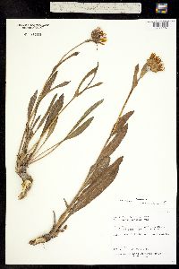 Pyrrocoma crocea image