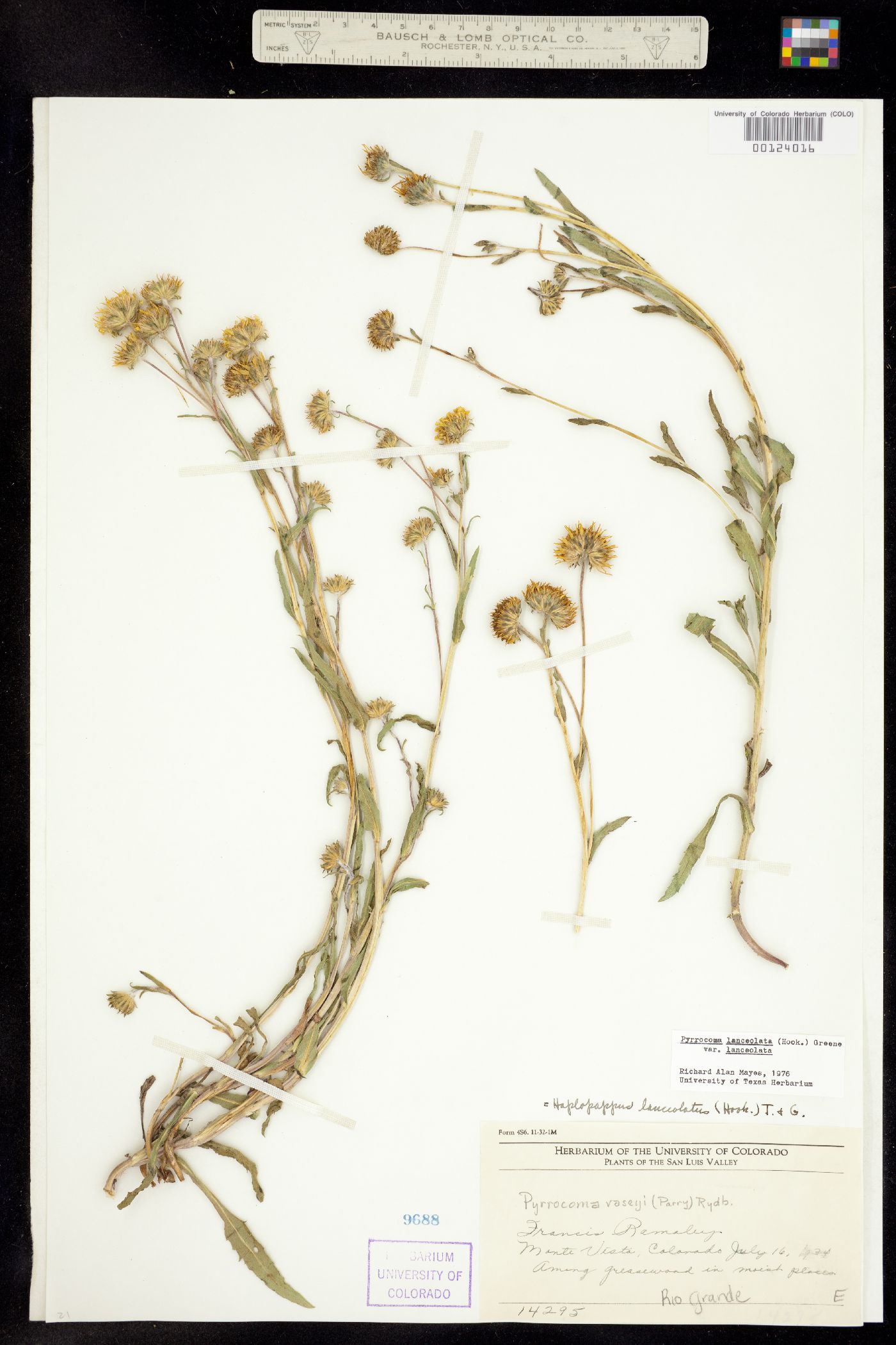 Pyrrocoma lanceolata image