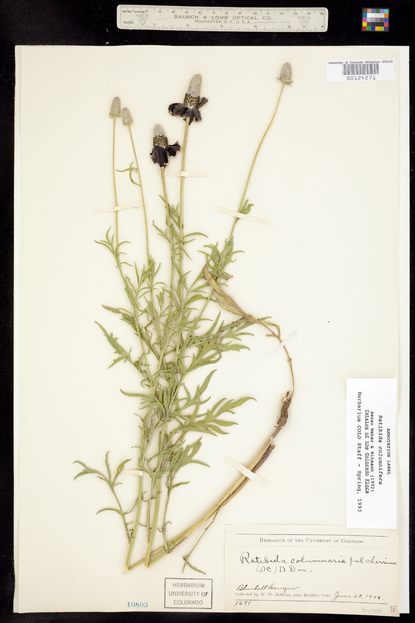 Ratibida columnifera image