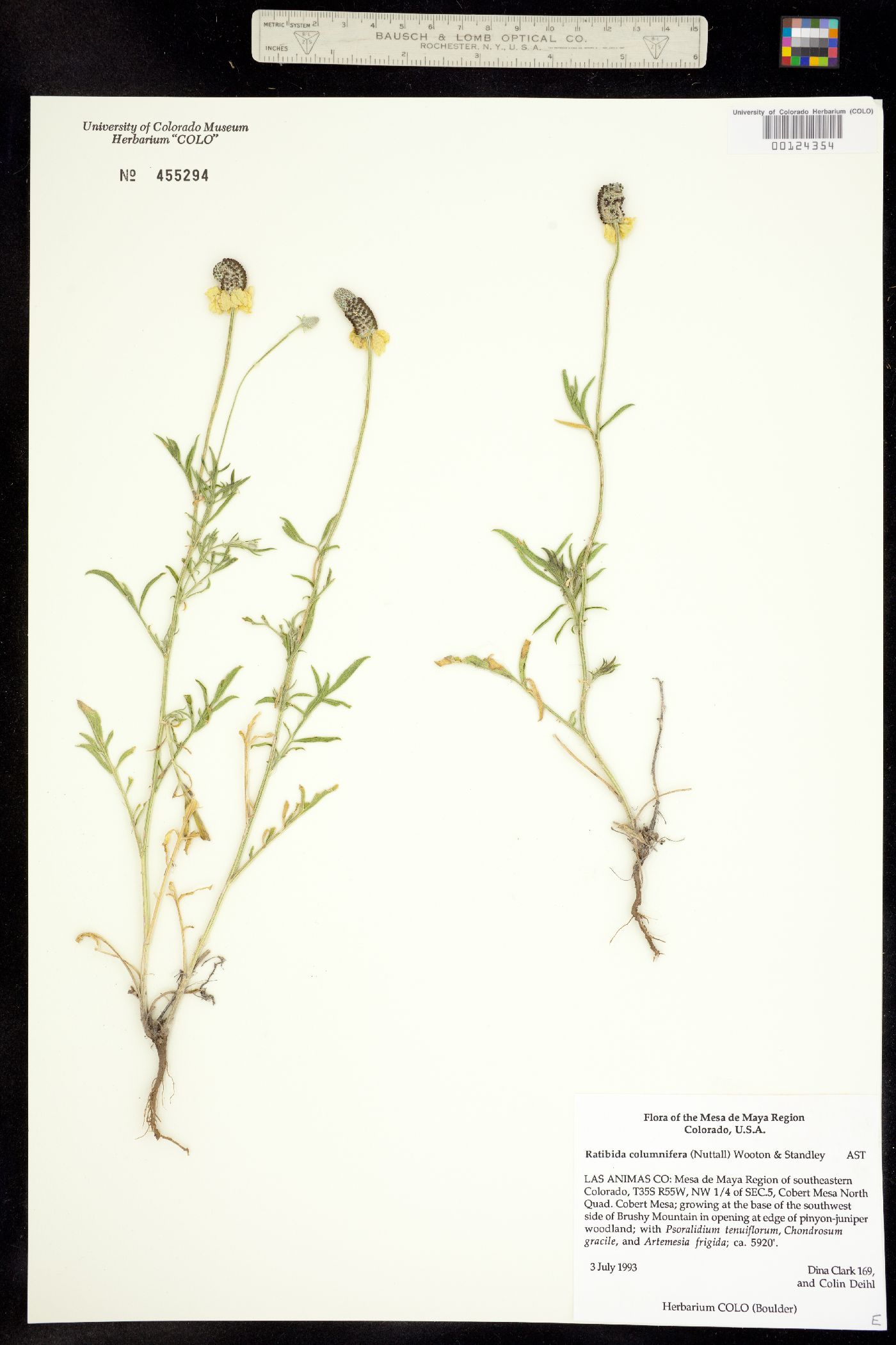 Ratibida columnifera image