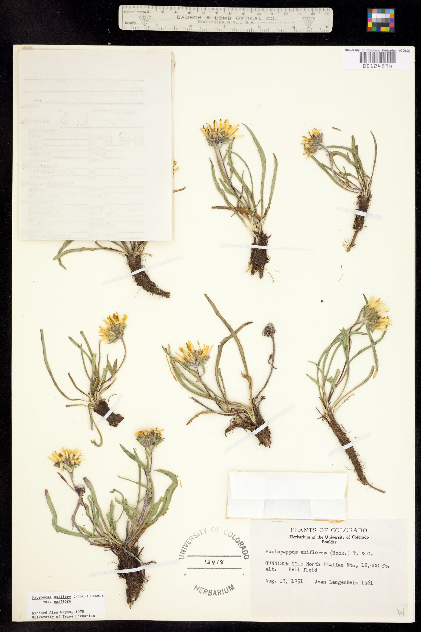 Pyrrocoma uniflora image