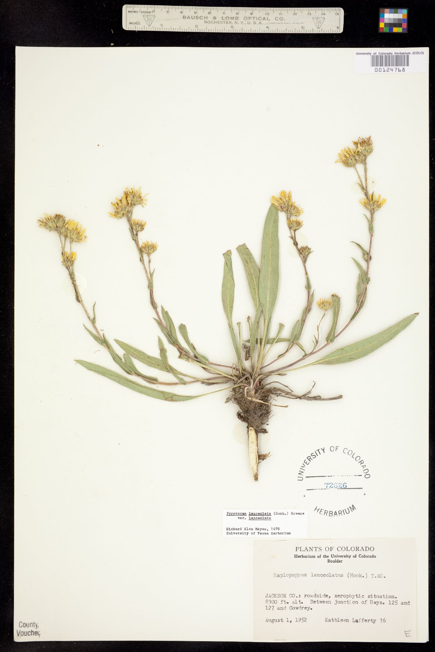 Pyrrocoma lanceolata image