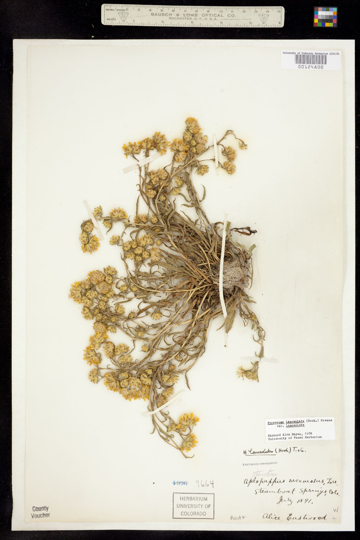 Pyrrocoma lanceolata image