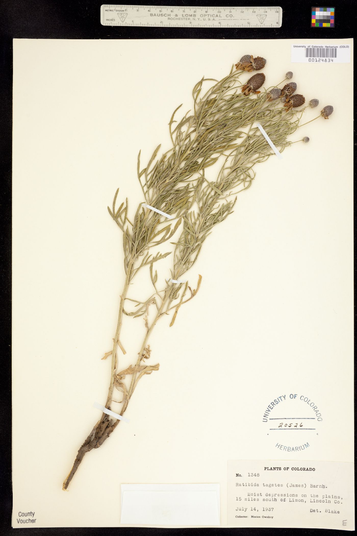 Ratibida tagetes image