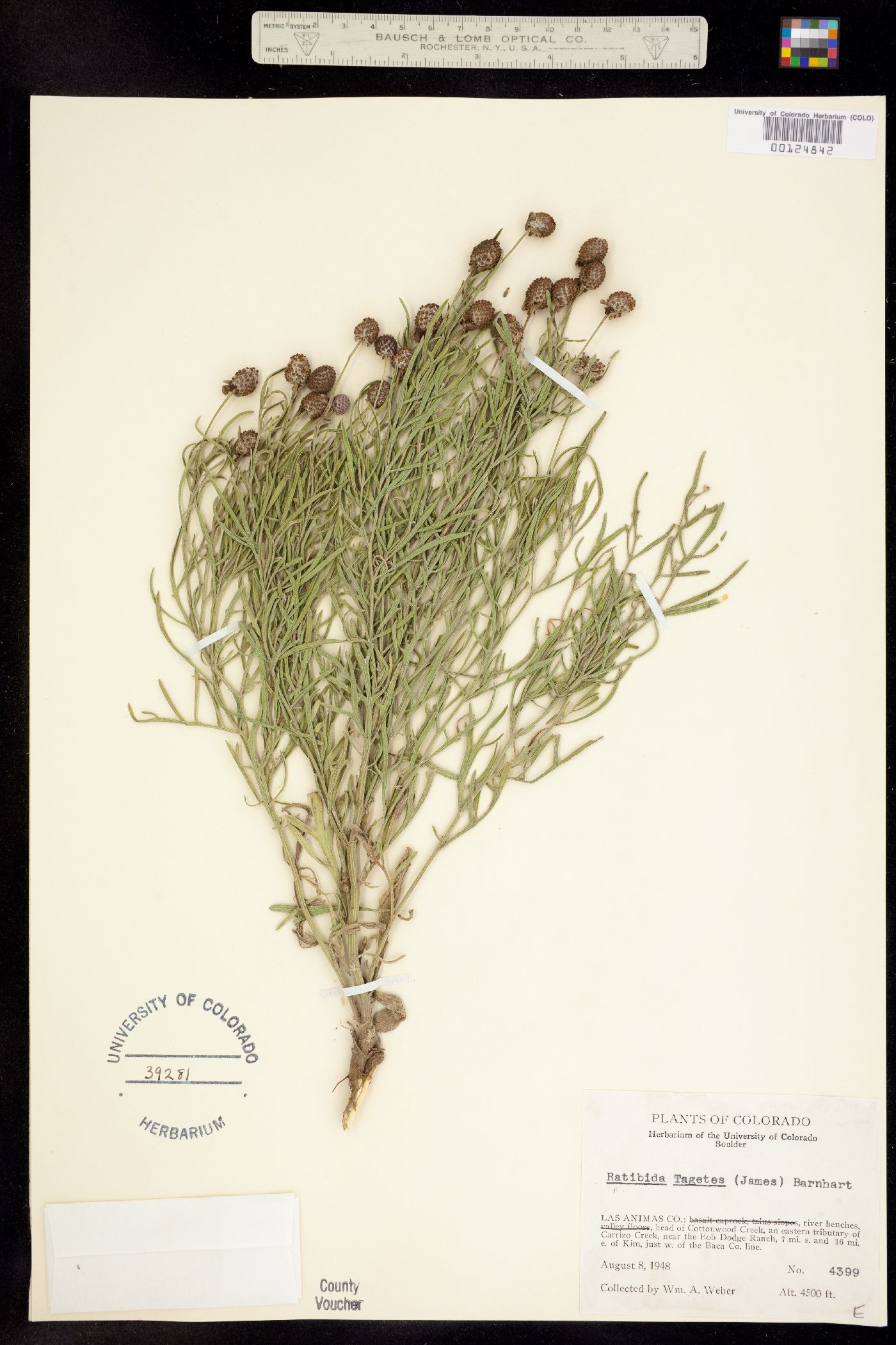 Ratibida tagetes image