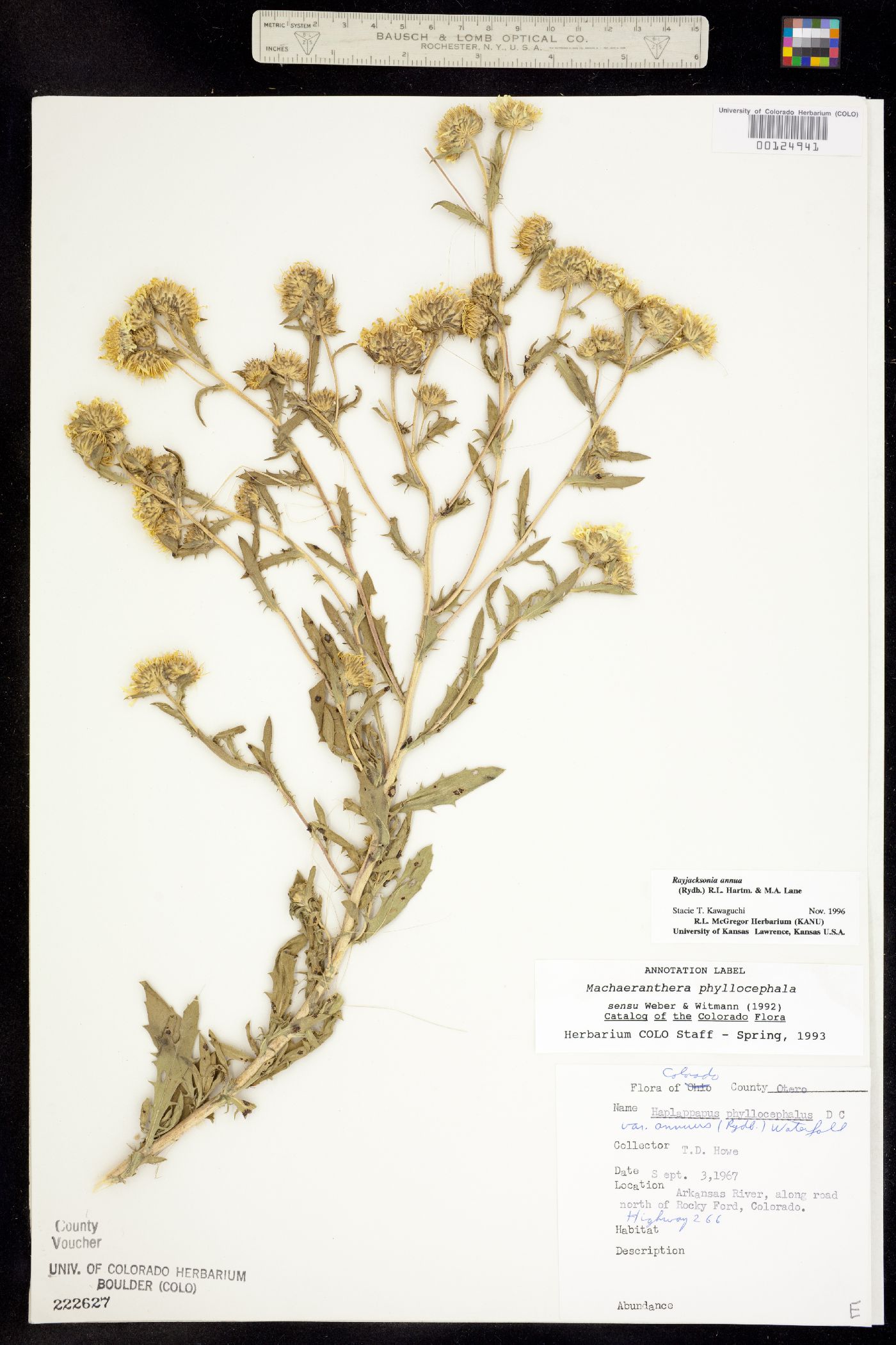 Rayjacksonia annua image