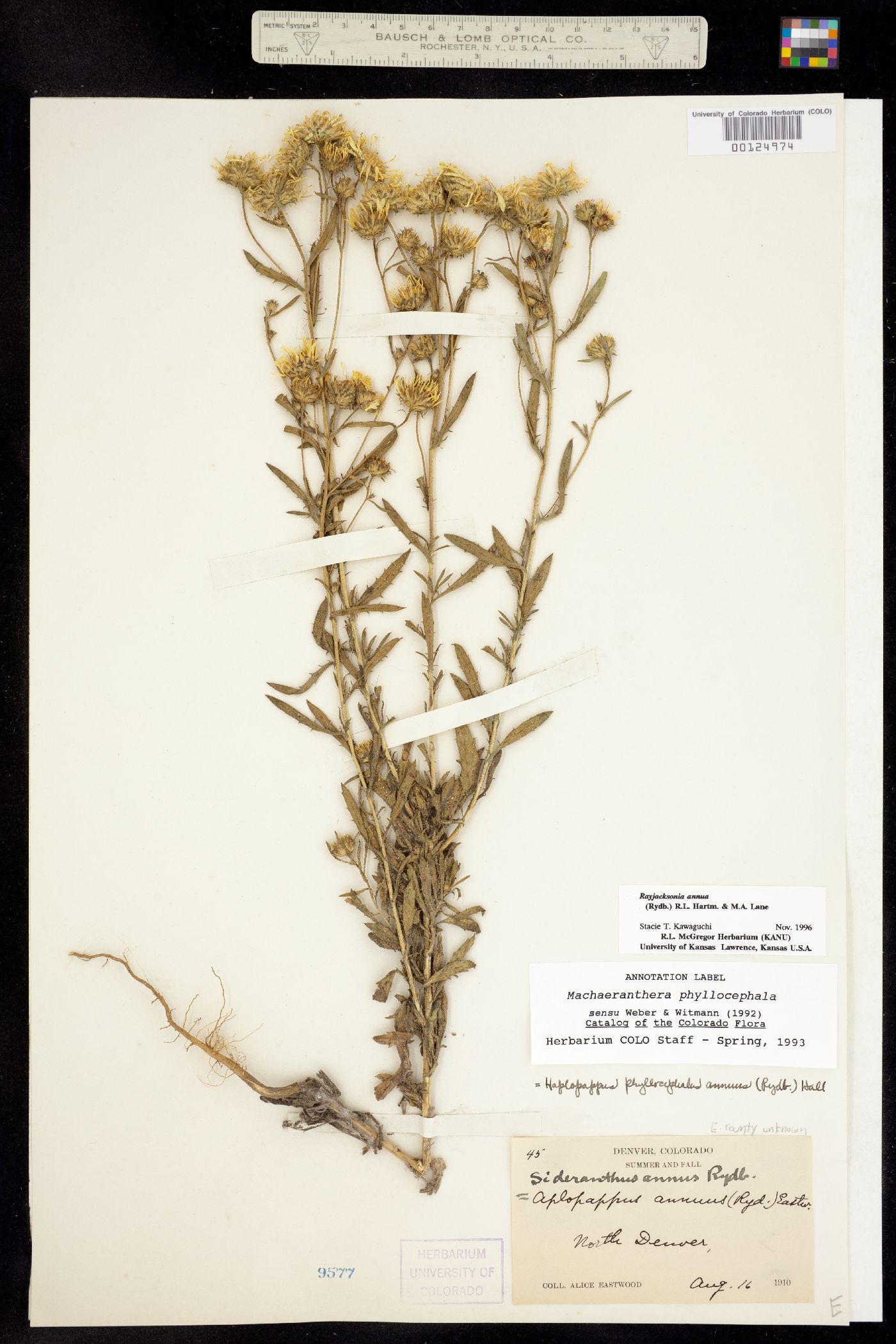 Rayjacksonia annua image