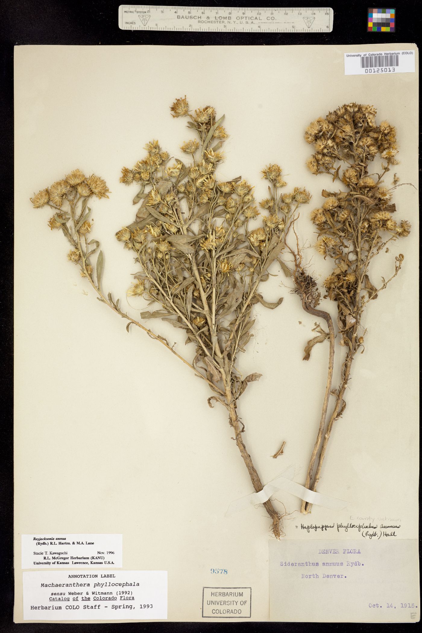 Rayjacksonia annua image