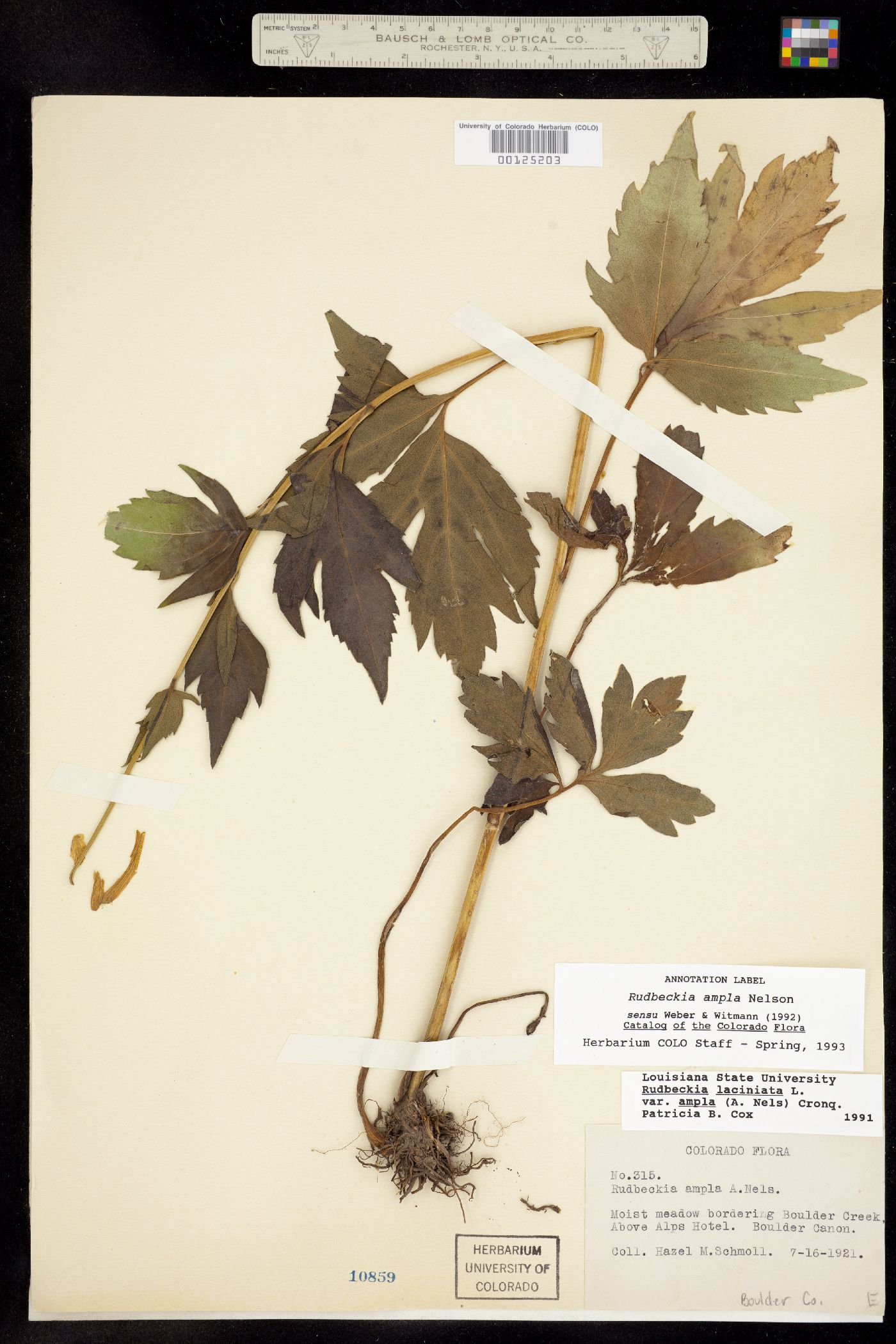 Rudbeckia ampla image