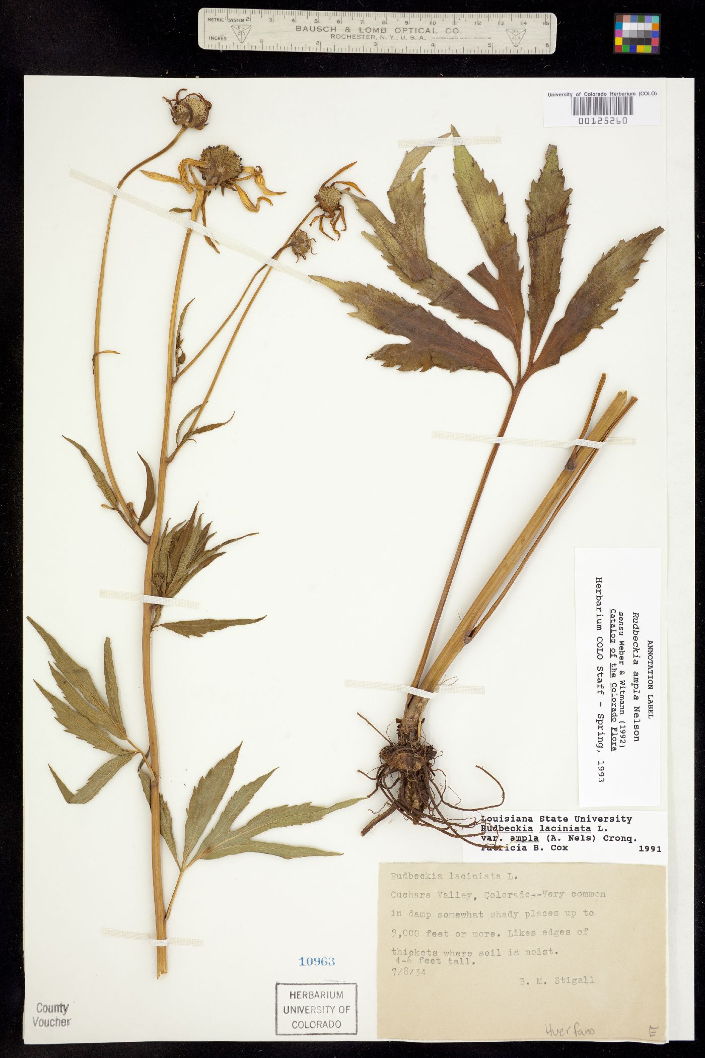 Rudbeckia ampla image