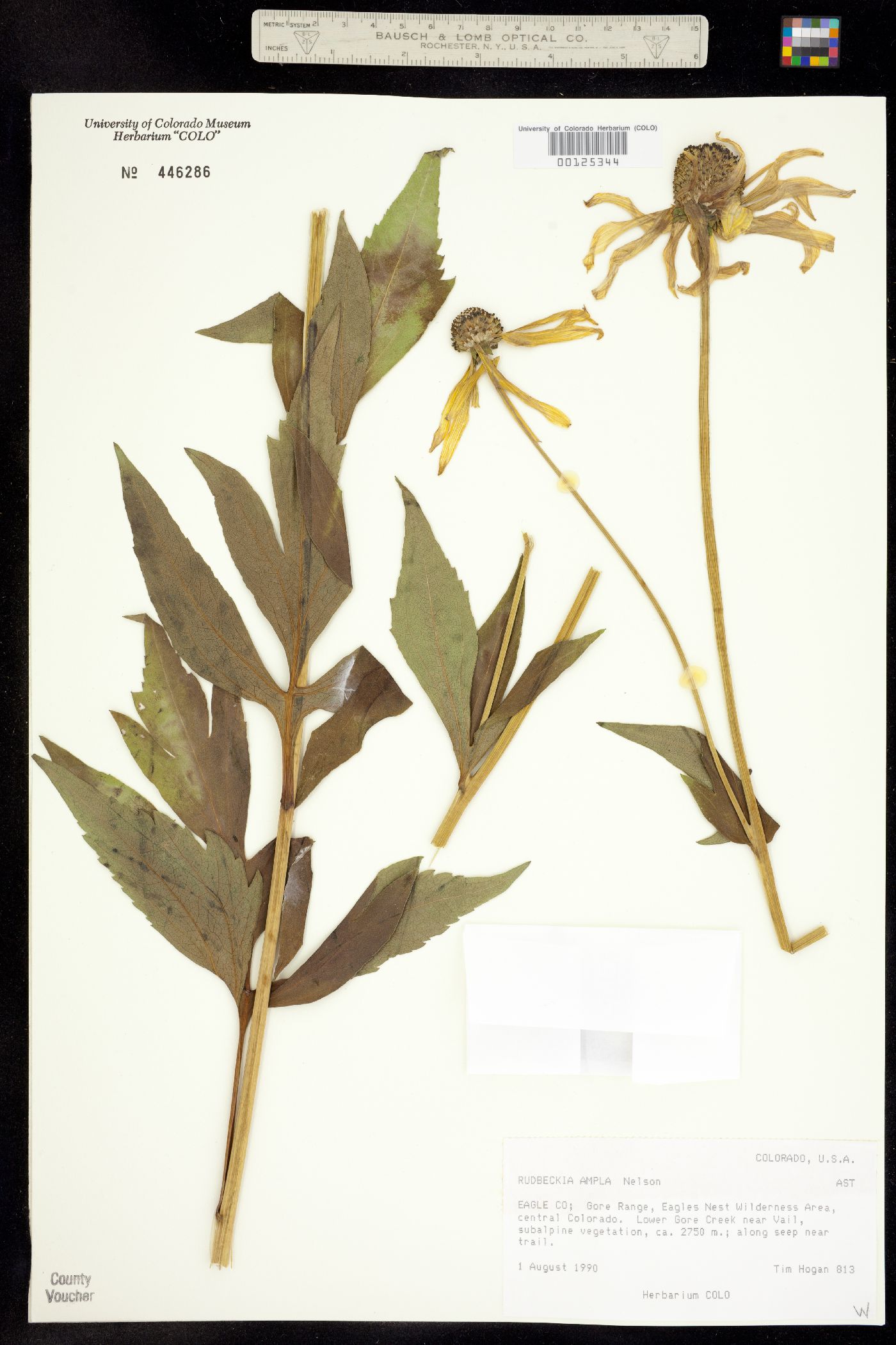 Rudbeckia ampla image