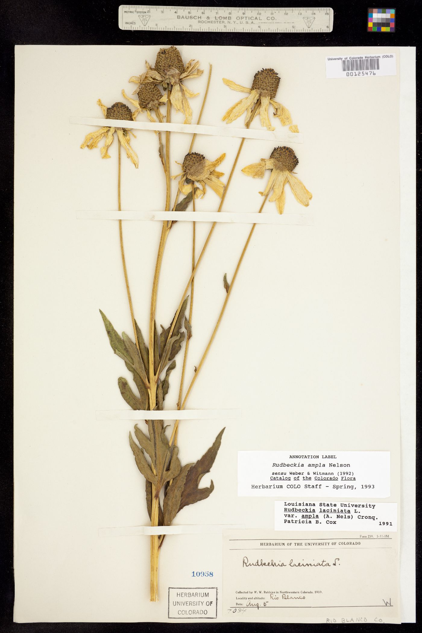 Rudbeckia ampla image